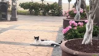 Cat in Paradise