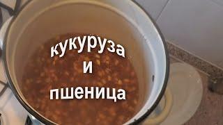 вареная кукуруза с пшеницей шикарно работают по карпу