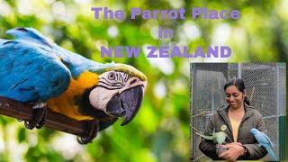 The biggest parrots shop in new Zealand