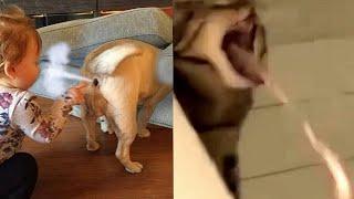 Dog Farts Cat Pukes  LOL - Cats And Dogs Reaction To Fart   Chris Pets