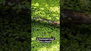 Is Duckweed Good for a Pond?