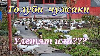 Подбросили чужих голубей Threw up other peoples pigeons