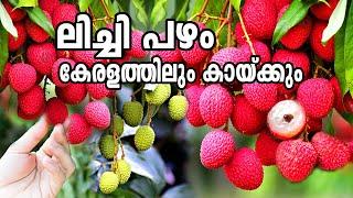 ലിച്ചീ കേരളത്തിൽ നല്ലതുപോലെ കായ്ക്കുംLychee Fruit Malayalam#LycheeLitchi fruitLychee in kerala
