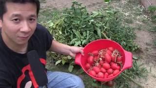 Italian Roma Tomato Harvest + Squeezing In Another Tomato Planting