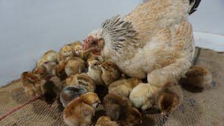 Beautiful Broody hen hatching 20 Eggs to 20 chicks