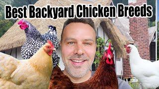 The Best Backyard Chicken Breed for YOU