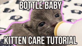How to Care for a Bottle Baby Kitten QUICK Tutorial