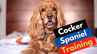 How To Potty Train a Cocker Spaniel Puppy? Why Does My Cocker Spaniel Pee on My Bed?