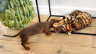 Mimi’s Family Diary- Bengal Cat loves Mini Dachshund Puppy.