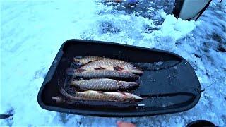 Tip-ups fired pikes bit. Winter fishing in Ukraine