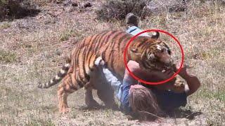 The tiger began to approach the guy he lost consciousness. What happened next is amazing