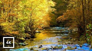 4K Autumn Forest River Ambience  Gentle Creek & Nature Sounds  Relaxing for Sleep