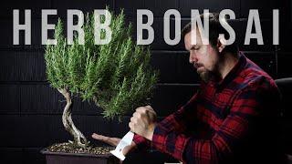 Why Rosemary Bonsai Die & Tricks to Cope