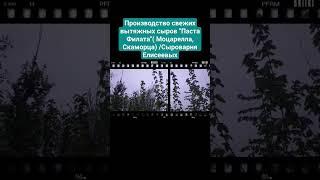 Производство свежих вытяжных сыров Паста Филата Моцарелла Скаморца Сыроварня Елисеевых