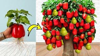 🪴How to Growing Bell peppers With pear fruit For Boost Root and many fruitsEasy way to grow plants