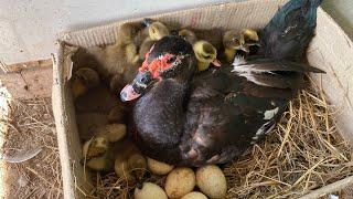 Duck New Born _ Black Duck Mum Hatching 40Duck Eggs To 20Cute Cute Duckling