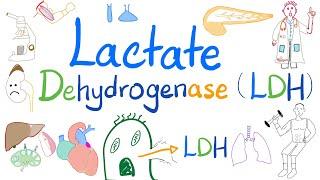 Lactate Dehydrogenase LDH  Biochemistry Lab  and Clinical significance doctor ‍️ ️