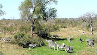 Cure for City Life? A Taste of Bush