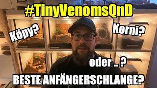 Welche ist deiner Meinung nach die beste Anfänger-Schlange?  #TeamTinyVenoms