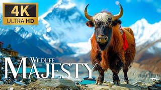 Wildlife Majesty Animals 4K  Incredible Expedition with Relaxing Piano Reflections  Calm