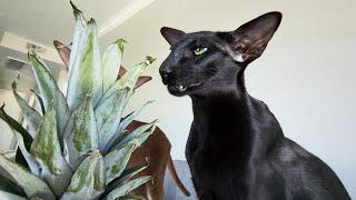 ORIENTAL Shorthair CATS Like PINEAPPLE Funny Animals