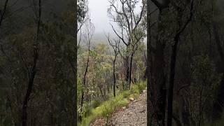 Australian Bush Walk On A Rainy Day #australia #walk #hiking #travel #life #inspiration #shorts