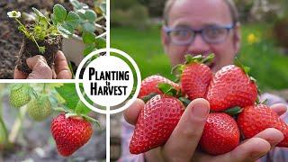 How to Grow Strawberries from Planting to Harvest 