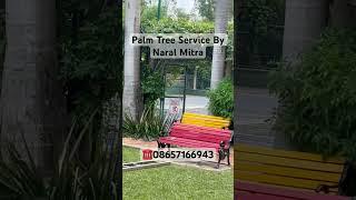 Palm Tree Service Pune #naralmitra #coconut #coconuttreesafetynetindia