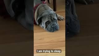 Bullmastiff trying to sleep but got distracted