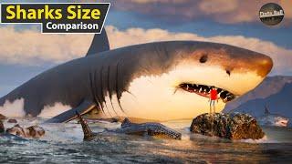 Sharks Size Comparison in  water  world smallest to longest shark size