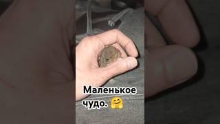 Дикий крысëнок приходит в норму.  Пасючок Мех.  #wildrats #cuterats #funnypets #like