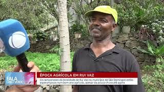 Camponeses da localidade de Rui Vaz esperançosos para ano agrícola  Fala Cabo Verde