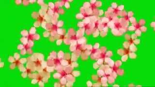 Футаж для ПоздравленийЦветы футажфутаж переход цветыфутаж падающие цветы
