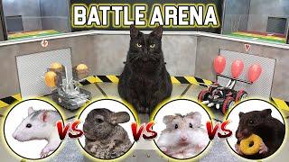 BATTLE of RC CARS - CAT  HAMSTER  RAT  CHINCHILLA