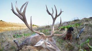 Red stag hunting in the Carpathian Mountains Hirschjagd in den Karpaten Kronhjortejagt