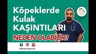 Köpeklerde Kulak Kaşıntıları - Dodo Veteriner