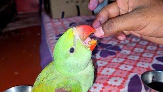 Baby parrot handfeeding and chirping.