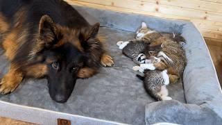 German Shepherd Lets Mama Cat and Kittens Have His Bed