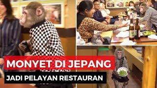 Monyet Pintar Jadi Pelayan Restoran di Jepang