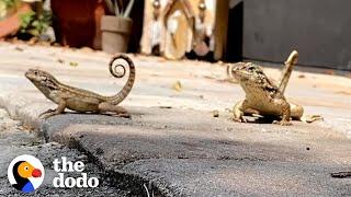 Ladys Backyard Is A Mini Jurassic Park  The Dodo Wild Hearts