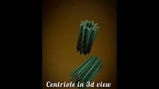 Centriole in 3d view