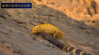 Snake Vs Chameleon   720p HD WILD LIFE