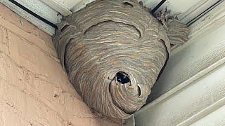 Duct tape vs Hornet nest trapping them inside