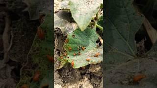 कद्दू वर्गीय फसल के लिए रेड पंपकिन बीटल नियंत्रण  red pumpkin beetle #beetle