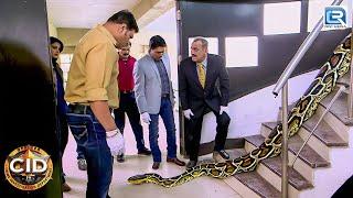 घर के अंदर मिले अजगर को कैसे पड़ेगी CID  CID Latest Episode  Best Of CID