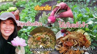 แรดิชปลูกไม่นานได้เก็บแล้วจ้า เอาใบไปทำแกงอ่อม กินกับส้มตำอร่อยมาก Radieschen ins mein Garten