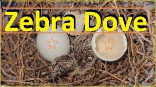 Bird Watch  Zebra Dove Babies  Growth Stages  4K 鸽子生蛋小鸟