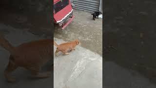 Kucing oren lagi main#shorts #videoshorts