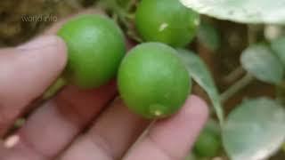 How Are Lemons Pollinated  lemon flower to fruit  how lemon tree bear fruit  world info