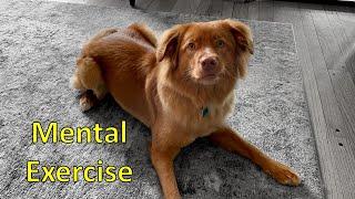 Mental Stimulation and Exercise for Dogs - Toller Edition - Cardboard Tube